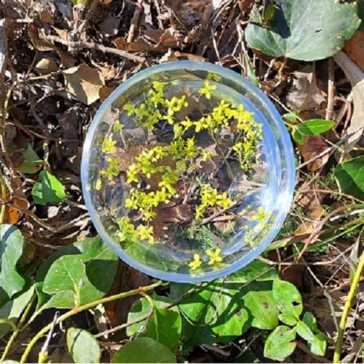 Harmonie en fleurs de Bach - Solarisation Mustard