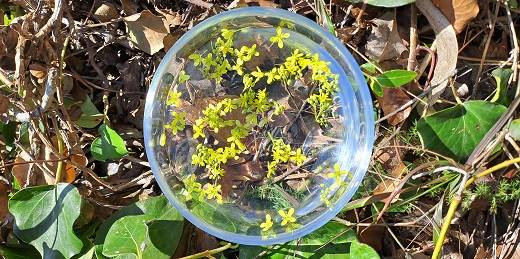 Harmonie en fleurs de Bach Solarisation Mustard Harmonie en fleurs de Bach Solarisation Mustard