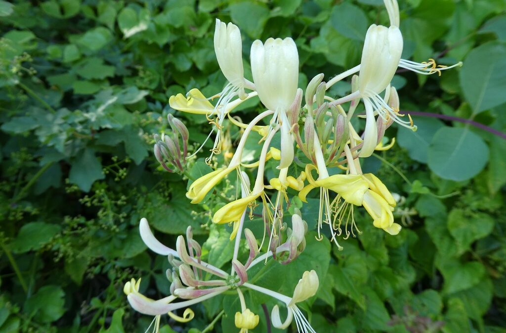 Honeysuckle (Chèvrefeuille) - La Fleur de Bach du passé assimilé