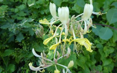 Mieux vivre la fin d’année avec les Fleurs de Bach