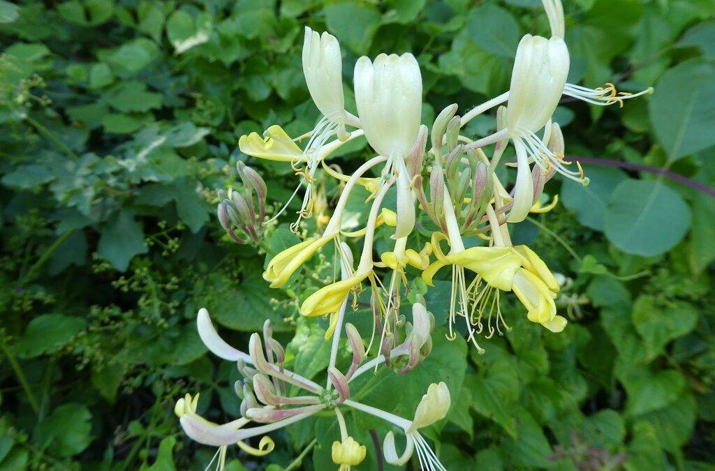 Honeysuckle (Chèvrefeuille) - La Fleur de Bach du passé assimilé