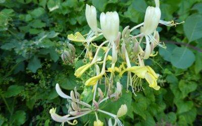Mieux vivre la fin d’année avec les Fleurs de Bach