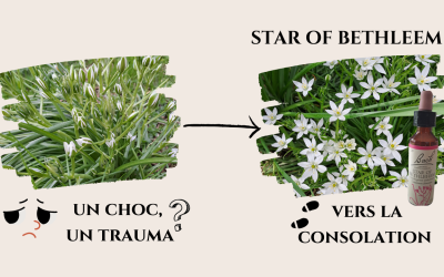 Star of Bethléem – La fleur du réconfort